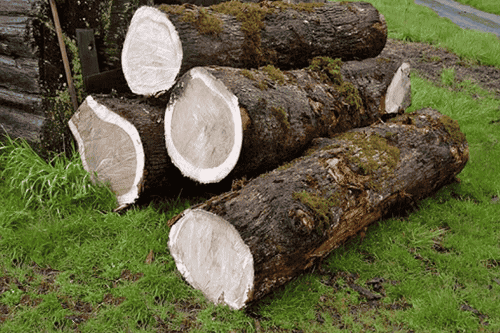 Bàn gỗ tự nhiên - gỗ sồi mỹ