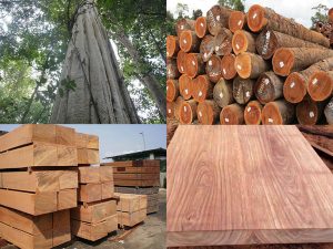 Ảnh khung tranh gỗ sồi treo phòng khách: “Khung tranh gỗ sồi cao cấp phong cách hiện đại”